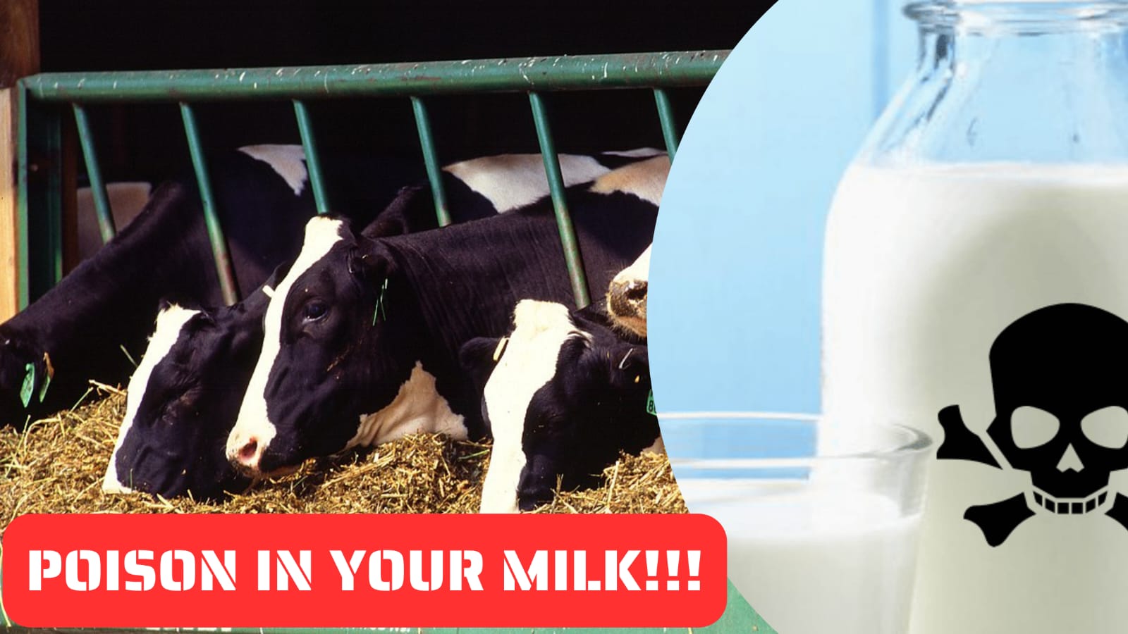 BIG ALERT!!! The Shocking Truth About American Milk Banned Across the Globe!!!